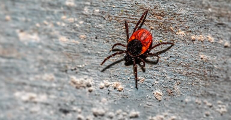 Avoid Dangerous Ticks